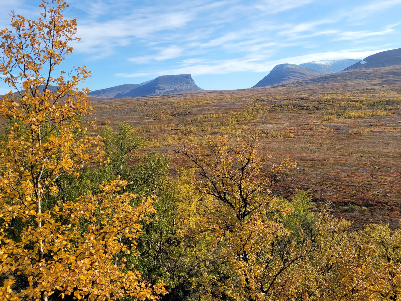 Herbstlich gelbe Birken im Abisko-Nationalpark vor weiter Fjellheide, am Horizont das U-Tal Lapporten unter blauem Himmel