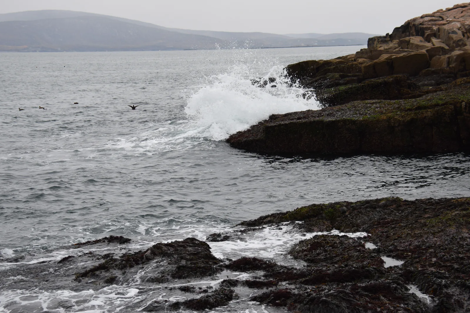 Brandung schlägt über die rötlichen Granitplatten am Schoodic Point, dahinter die Küste von Mount Desert Island