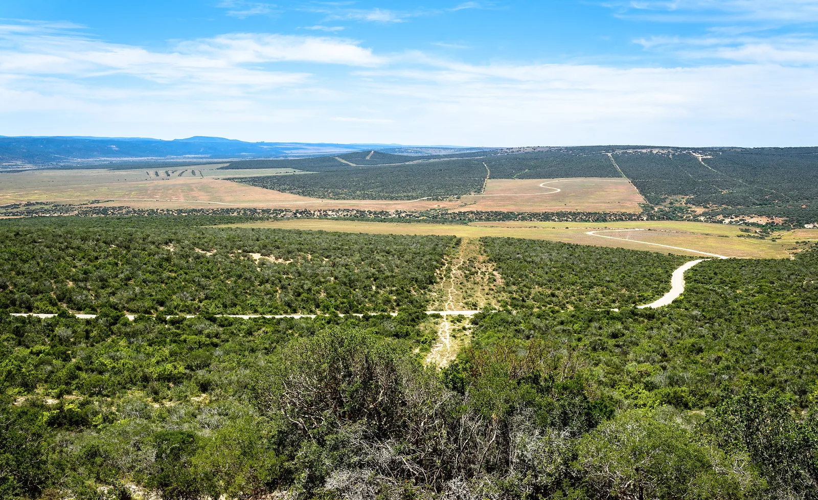 Blick über das dichte Buschland des Addo-Elephant-Nationalparks bis zum Horizont