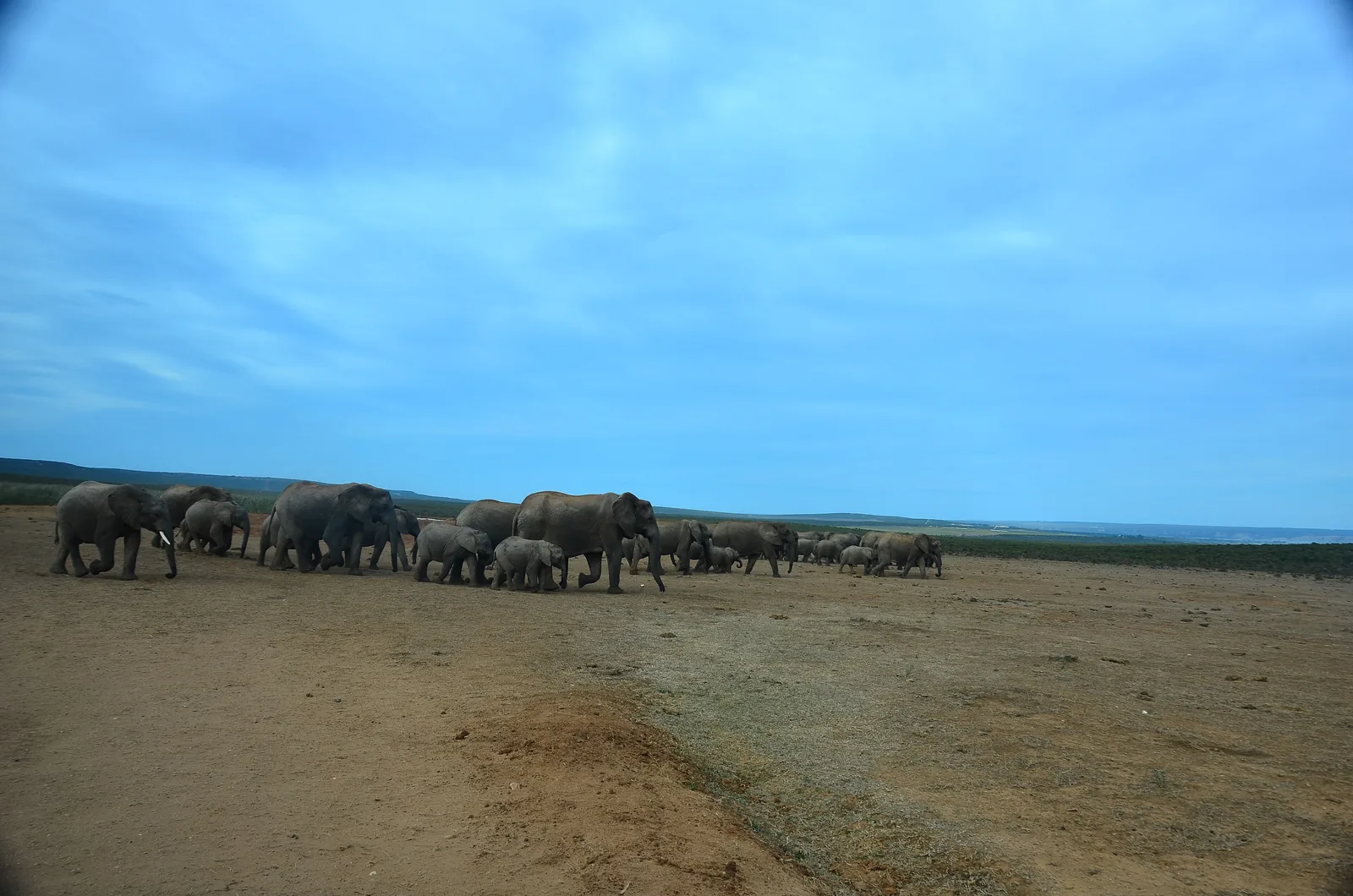 Ein Elefant läuft über eine offene Fläche im Addo-Elephant-Nationalpark, im Hintergrund weitere Elefanten