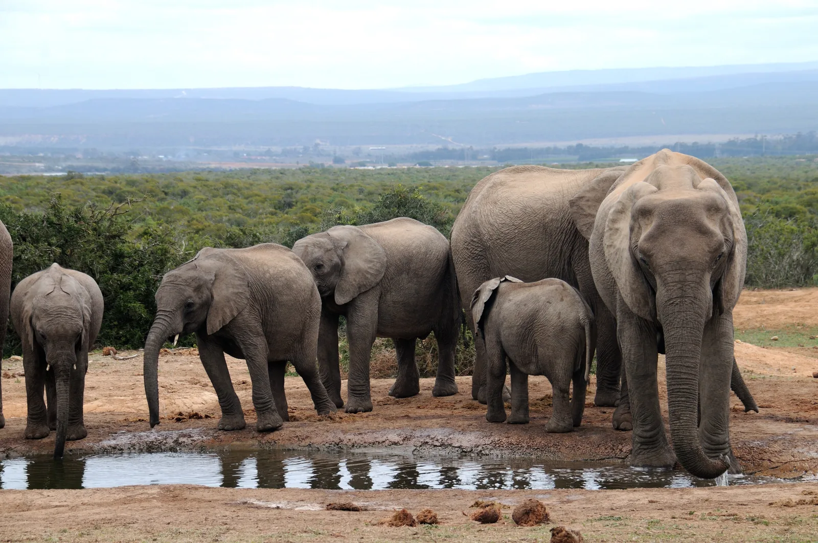Eine Elefantenherde mit Jungtieren an einem Wasserloch im Addo-Elephant-Nationalpark, dahinter dichtes Buschland
