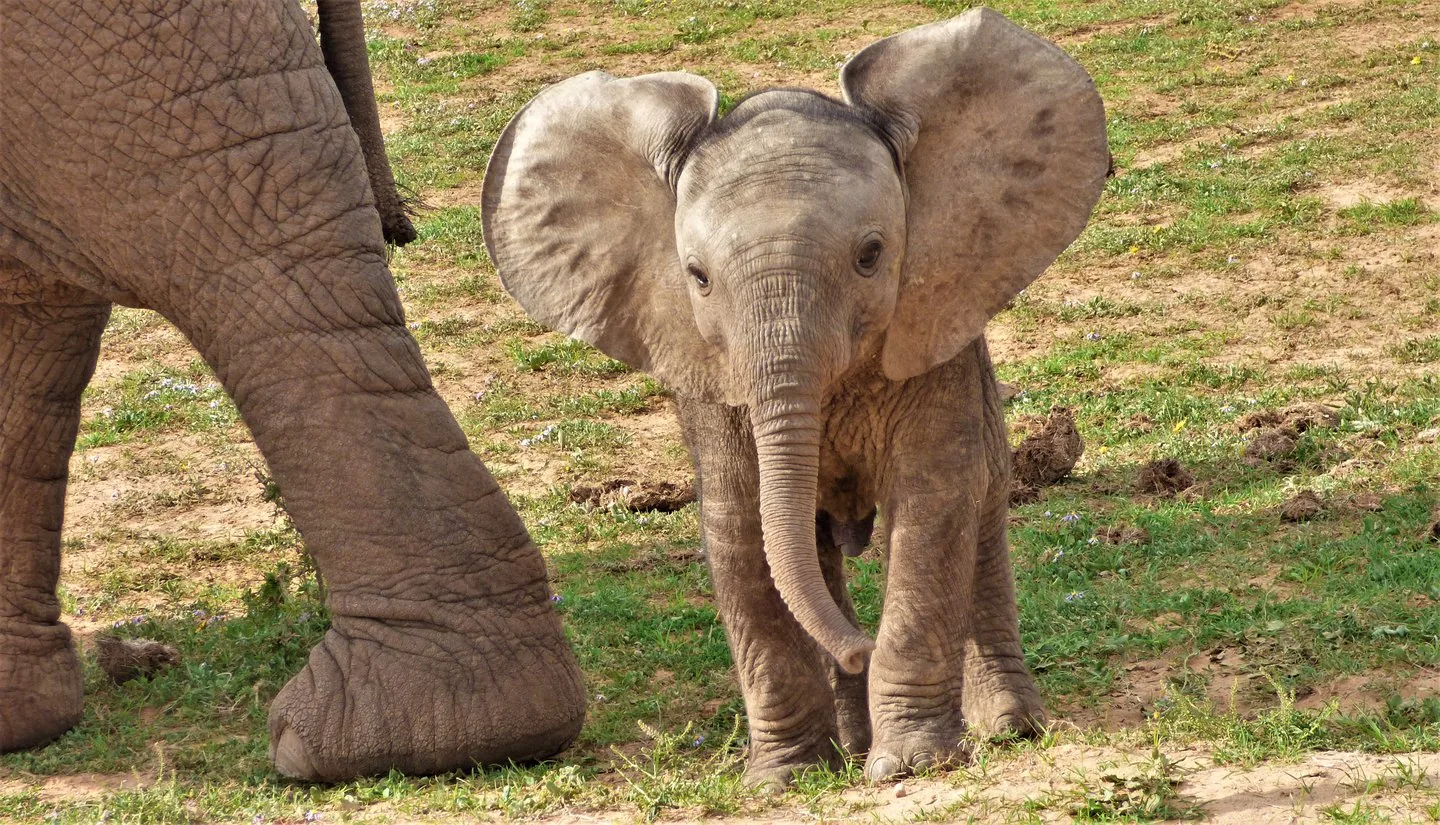 Angebotsfoto: Addo: halbtägige Safari mit Guide ab dem Dorf Addo
