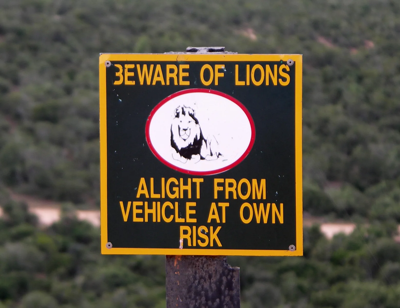 Warnschild „Beware of lions – alight from vehicle at own risk“ am Aussichtspunkt Zuurkop im Addo-Elephant-Nationalpark