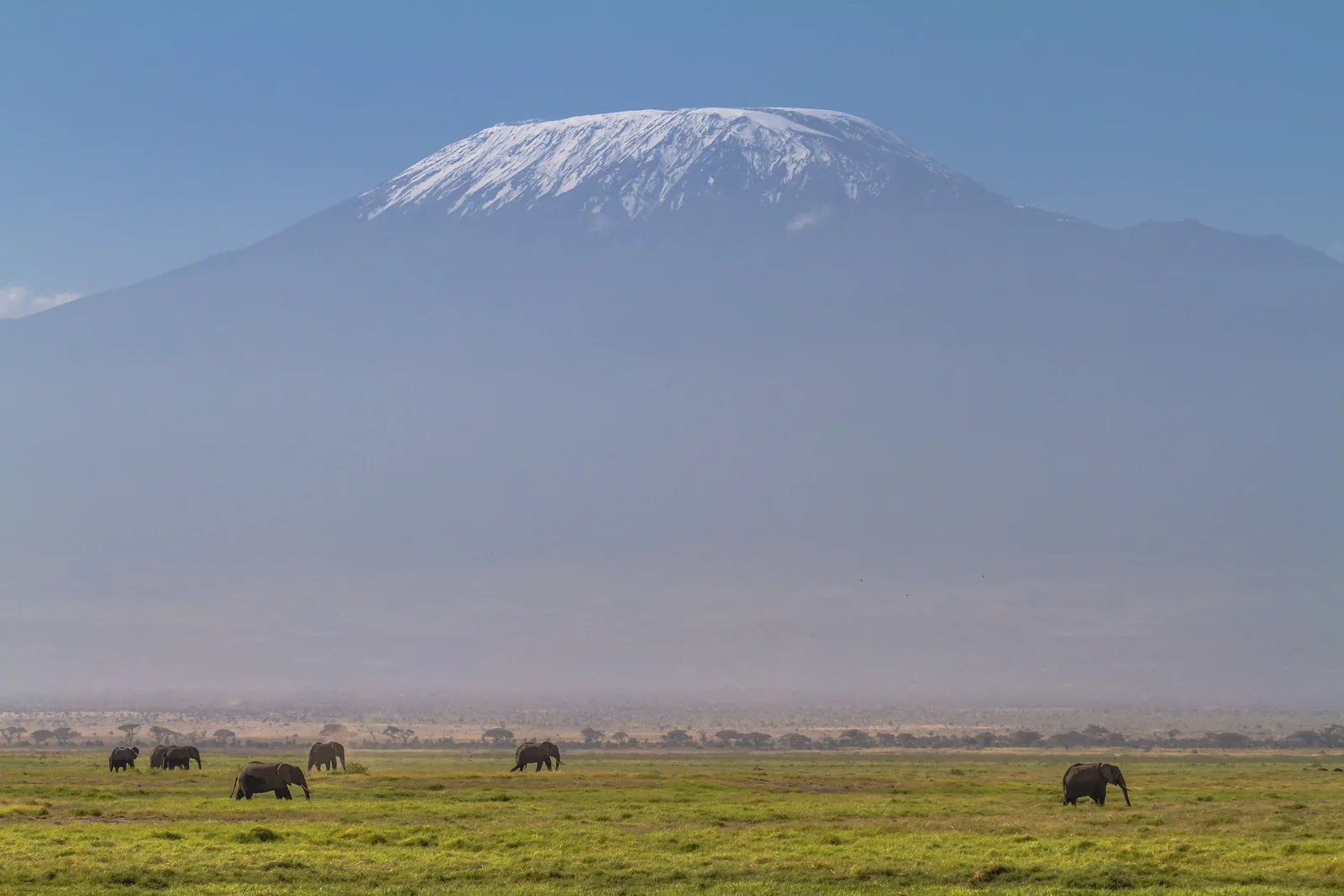Der Kilimandscharo mit Schneekappe über einer dunstigen Ebene, davor kleine Elefantengruppen im Gras des Amboseli-Nationalparks