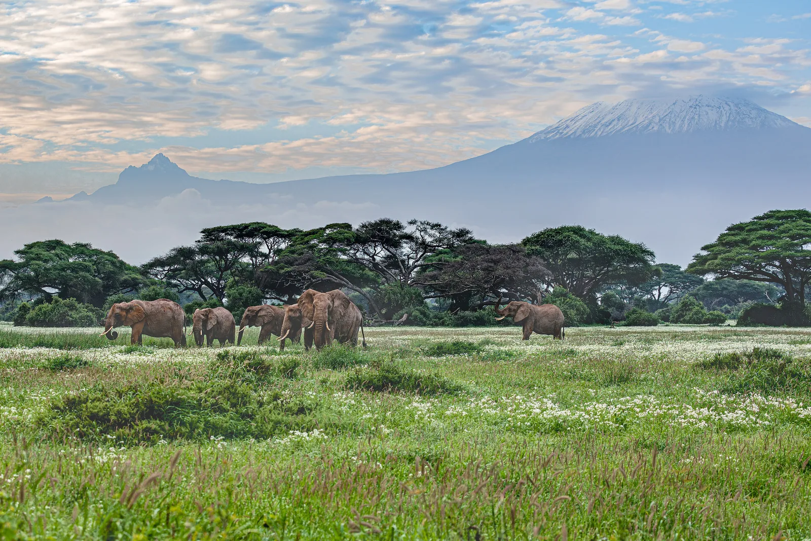Eine Elefantenherde zieht im Amboseli-Nationalpark durch grünes Grasland vor Schirmakazien, dahinter der schneebedeckte Kilimandscharo in Tansania