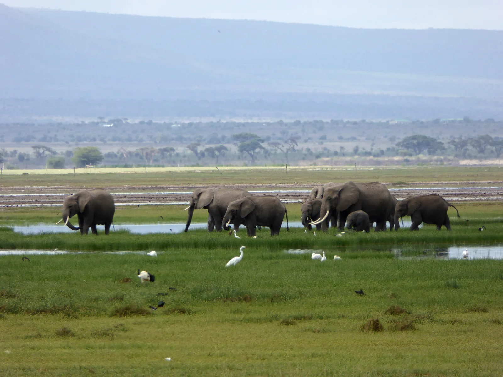 Eine Elefantenfamilie mit Jungtieren steht im Amboseli-Nationalpark an einer flachen Wasserstelle im Sumpfgras, davor weiße Reiher
