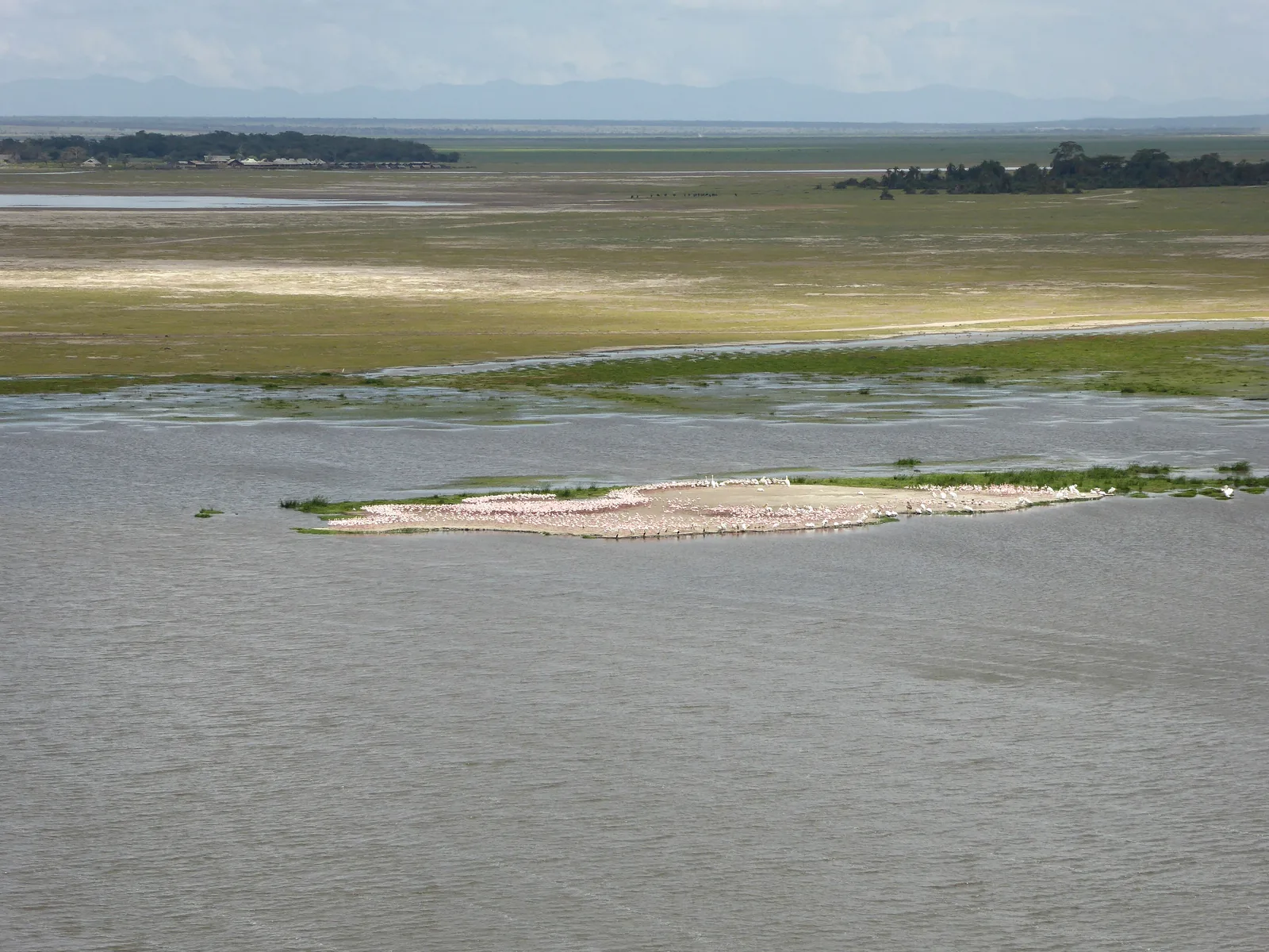 Eine helle Ansammlung von Flamingos auf einer Sandbank in einer flachen Wasserfläche unterhalb von Observation Hill im Amboseli-Nationalpark