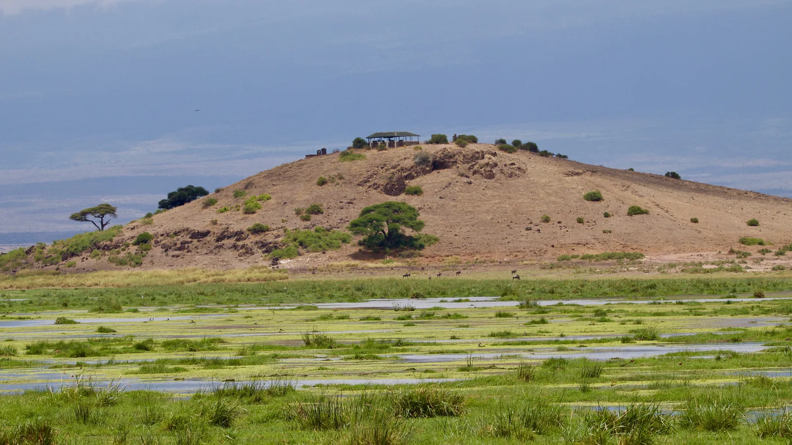 Observation Hill im Amboseli-Nationalpark: ein kahler, flacher Hügel mit einzelnen Akazien hinter einer grünen, von Wasserflächen durchzogenen Sumpfebene
