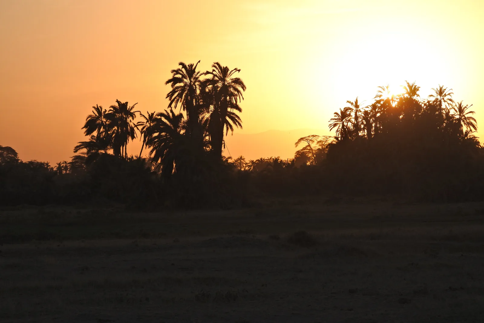 Sonnenuntergang im Amboseli-Nationalpark: Palmen und Bäume als schwarze Silhouetten vor orangefarbenem Himmel