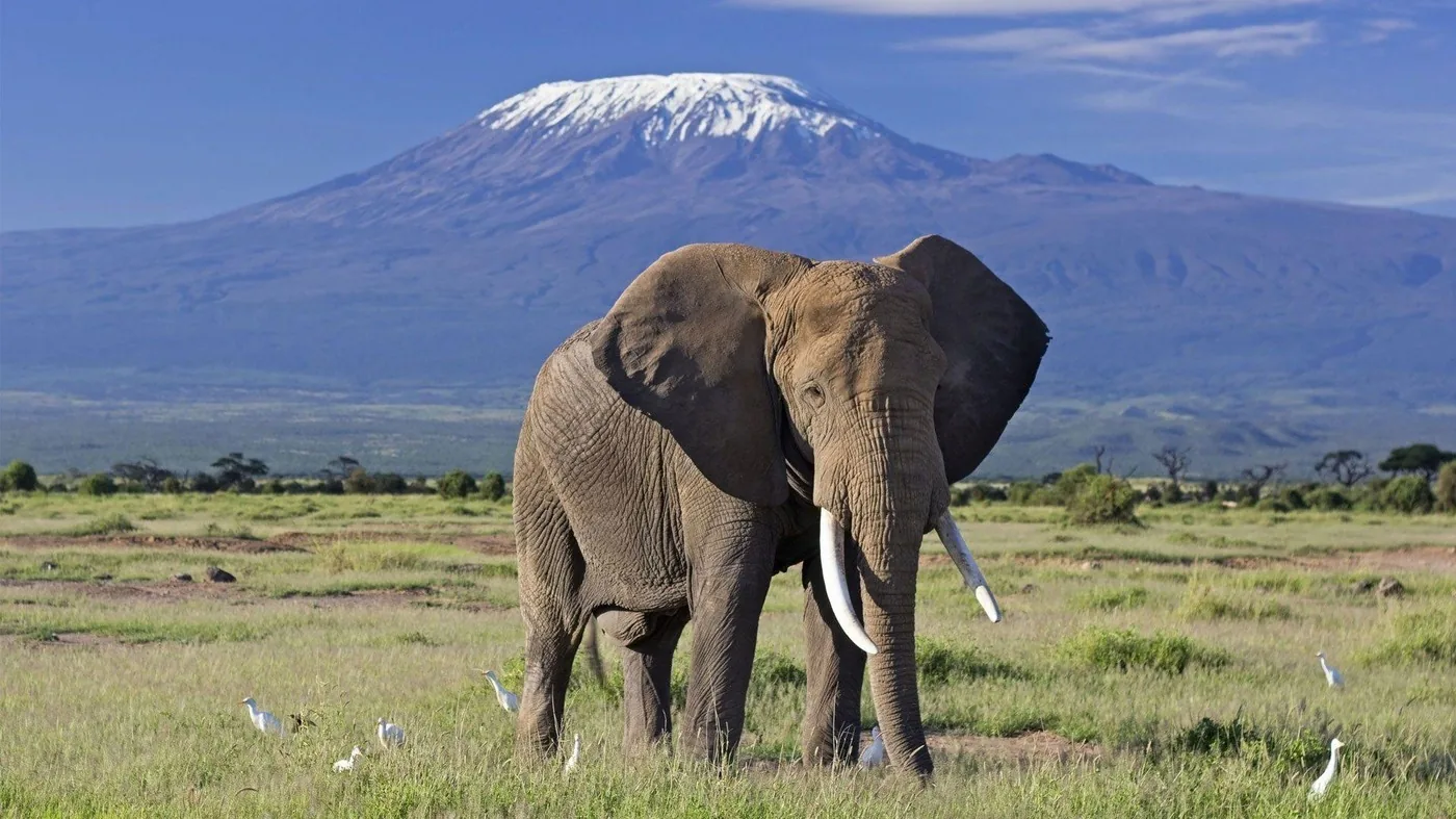Angebotsfoto: Zwei Tage Amboseli im Land Cruiser: Sonnenuntergang und Morgenpirsch