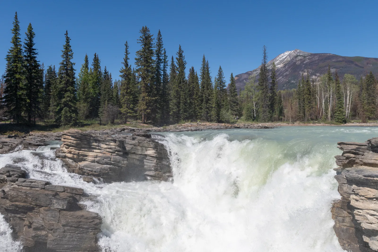 Die Athabasca Falls im Jasper-Nationalpark stürzen schäumend über eine Felskante, dahinter Fichtenwald