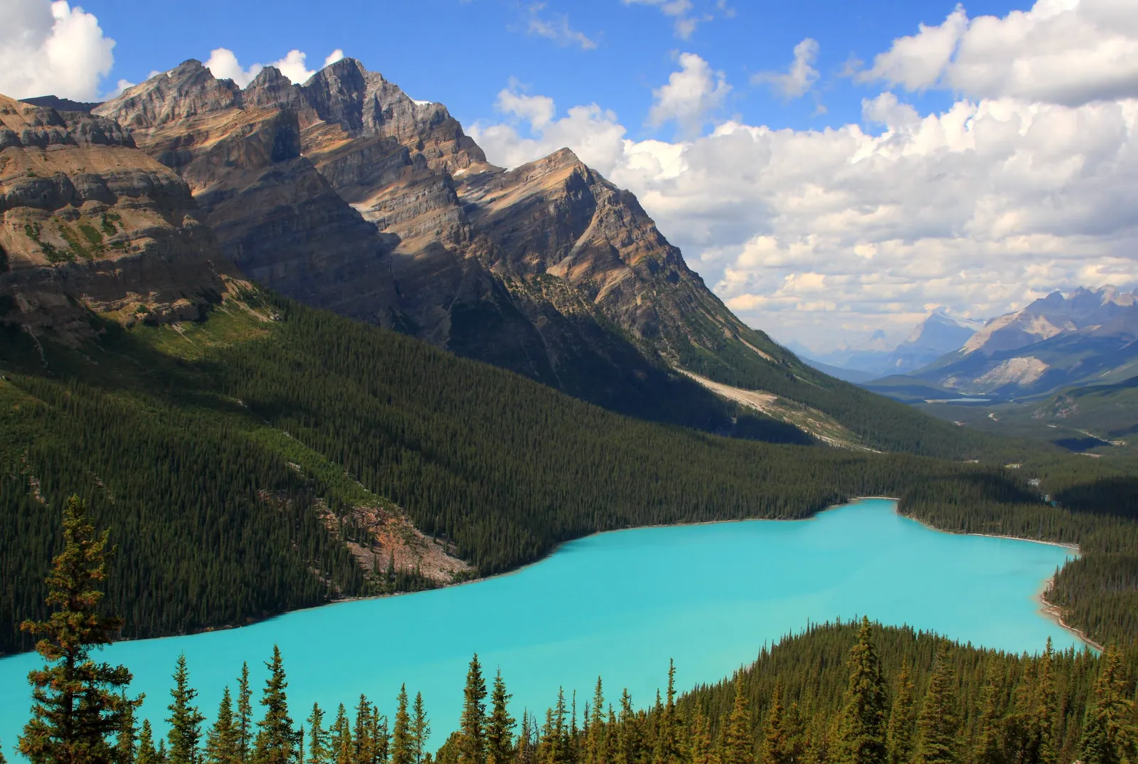 Der Peyto Lake im Banff-Nationalpark tief im bewaldeten Tal, darüber schroffe Gipfel und Quellwolken am blauen Himmel.