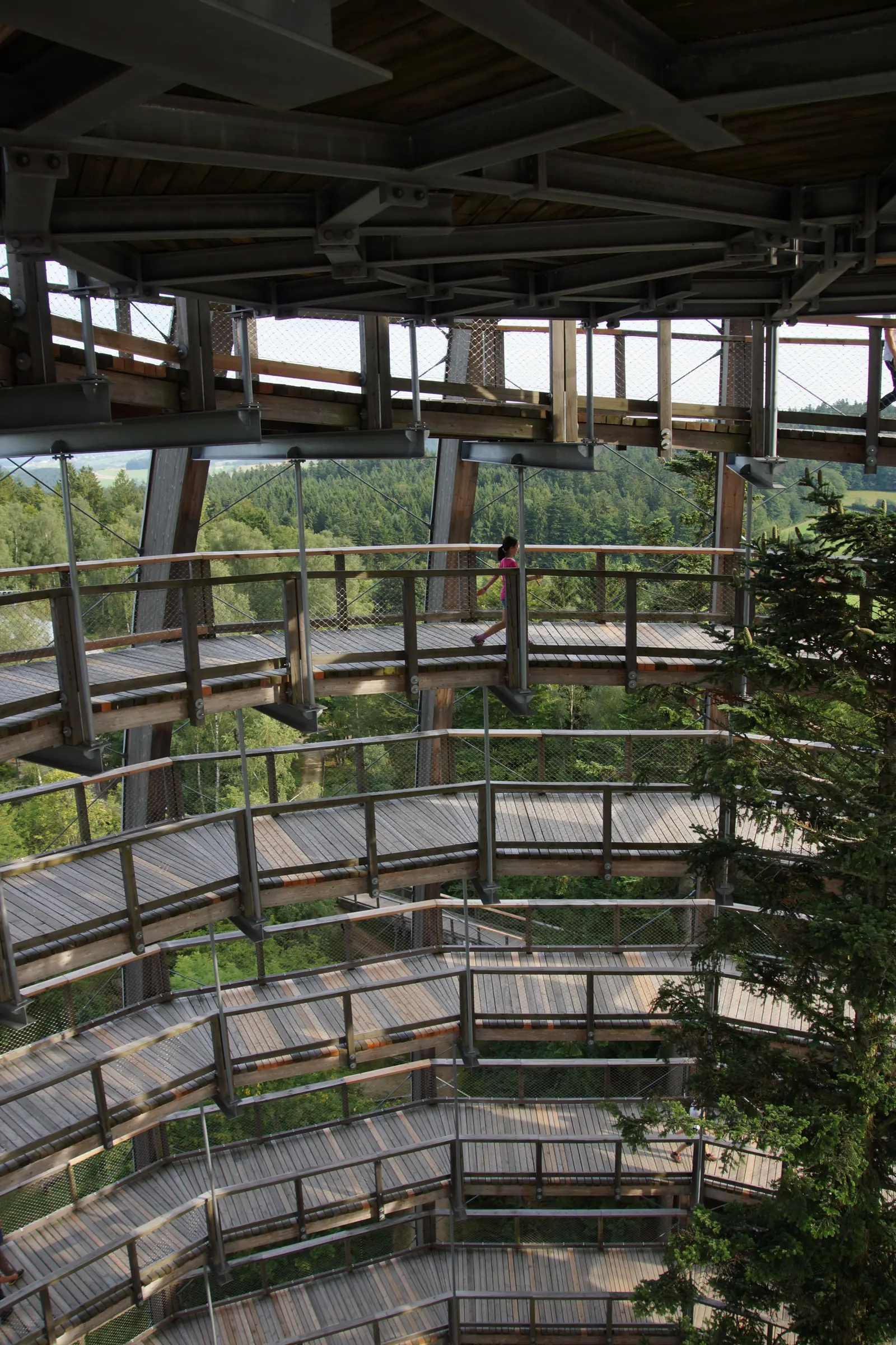 Blick vom Baumwipfelpfad in den Wald des Nationalparks