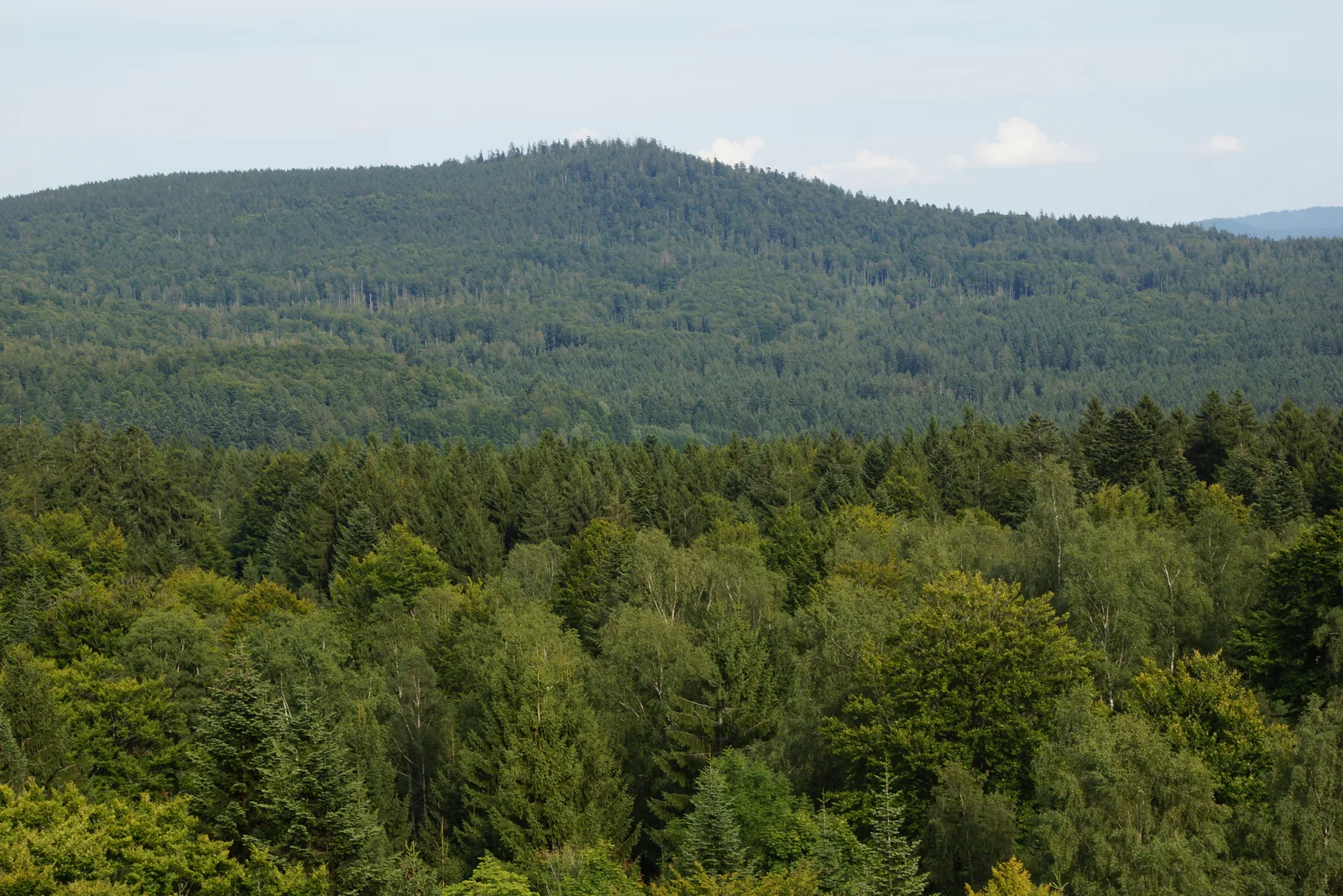 Der Baumwipfelpfad im Nationalpark Bayerischer Wald bei Neuschönau