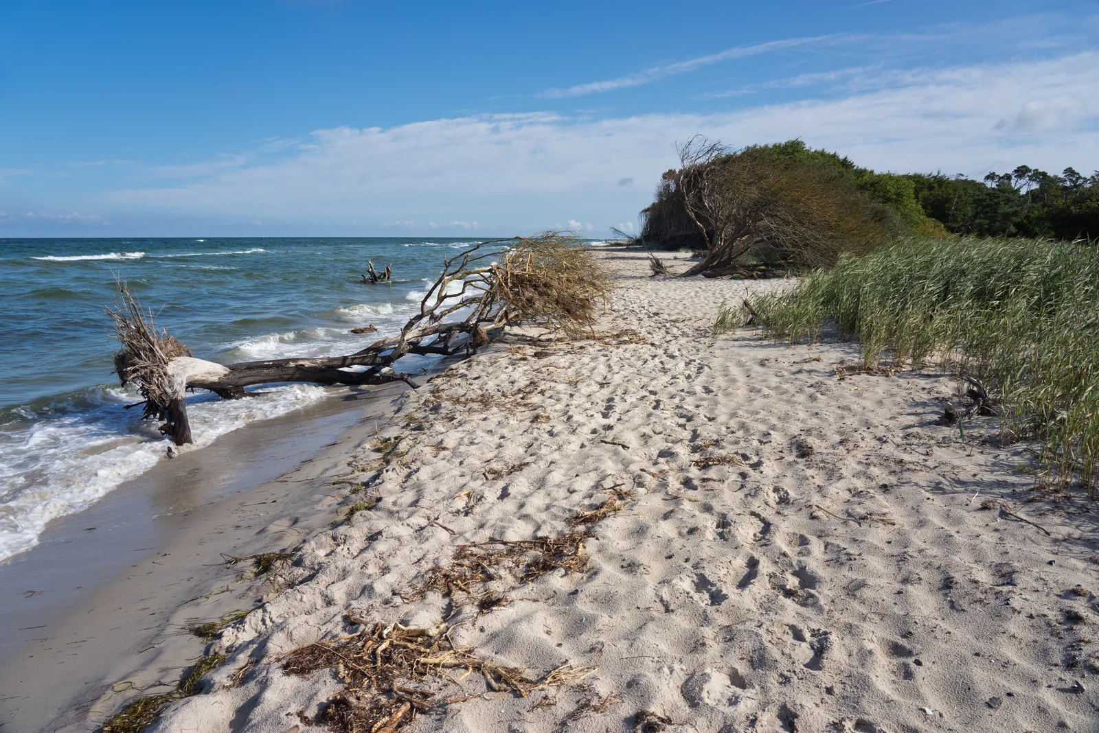 Der wilde Weststrand des Darß mit Treibholz, Dünengras und anbrandender Ostsee