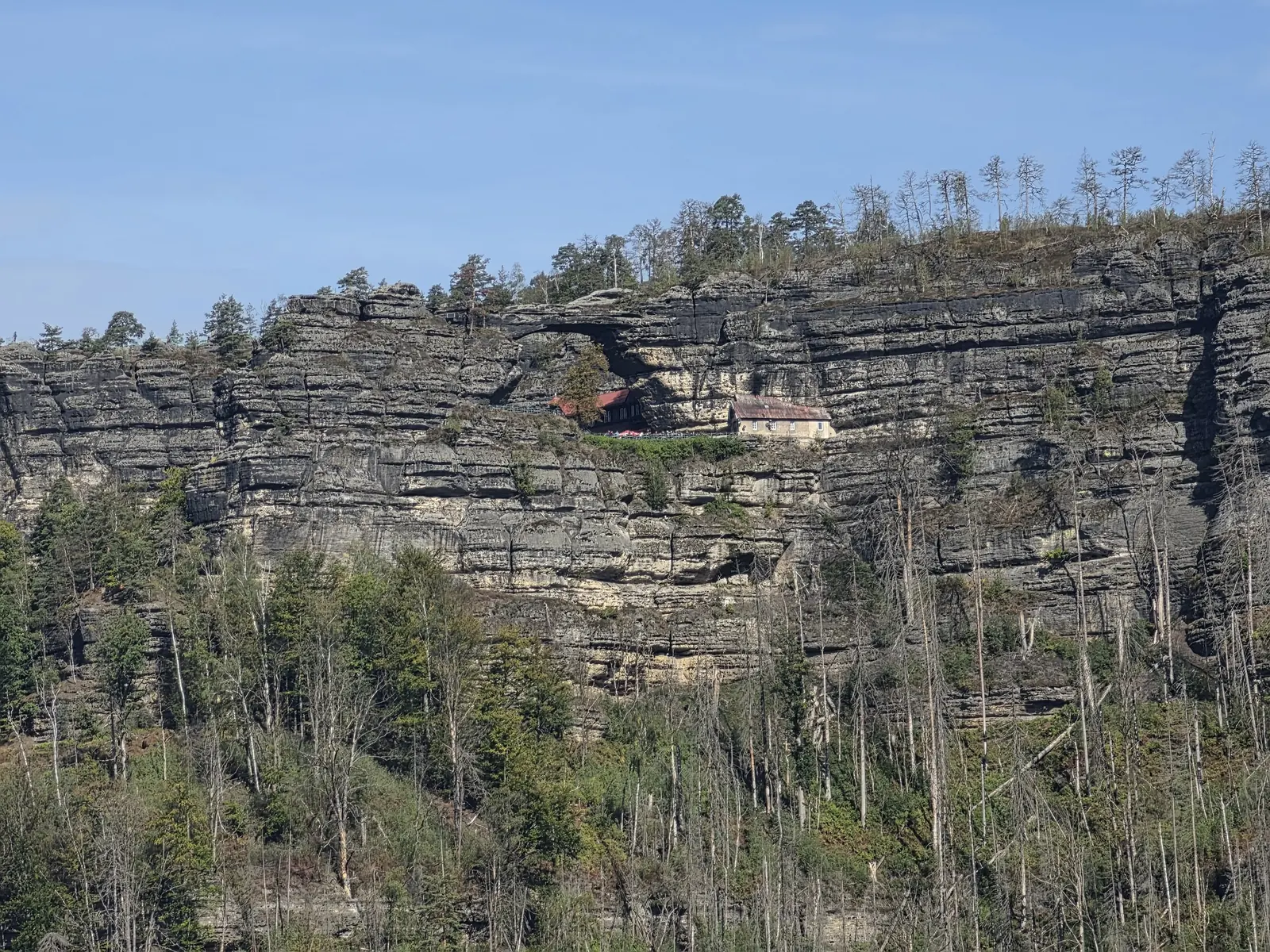 Blick vom Mühlweg im Nationalpark Böhmische Schweiz auf eine lange Sandsteinwand, darunter junger Wald zwischen abgestorbenen Stämmen der Brandfläche von 2022