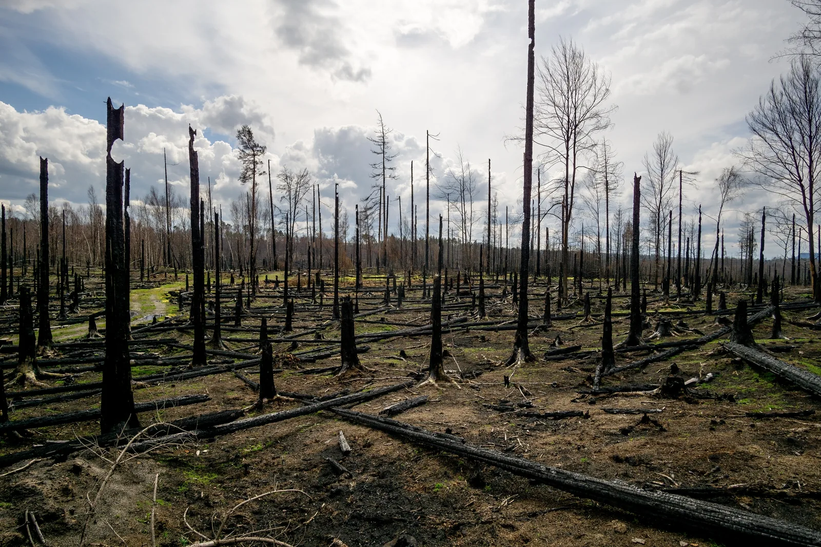 Verkohlte Baumstümpfe und abgestorbene Stämme auf der Brandfläche von 2022 im Nationalpark Böhmische Schweiz unter bewölktem Himmel