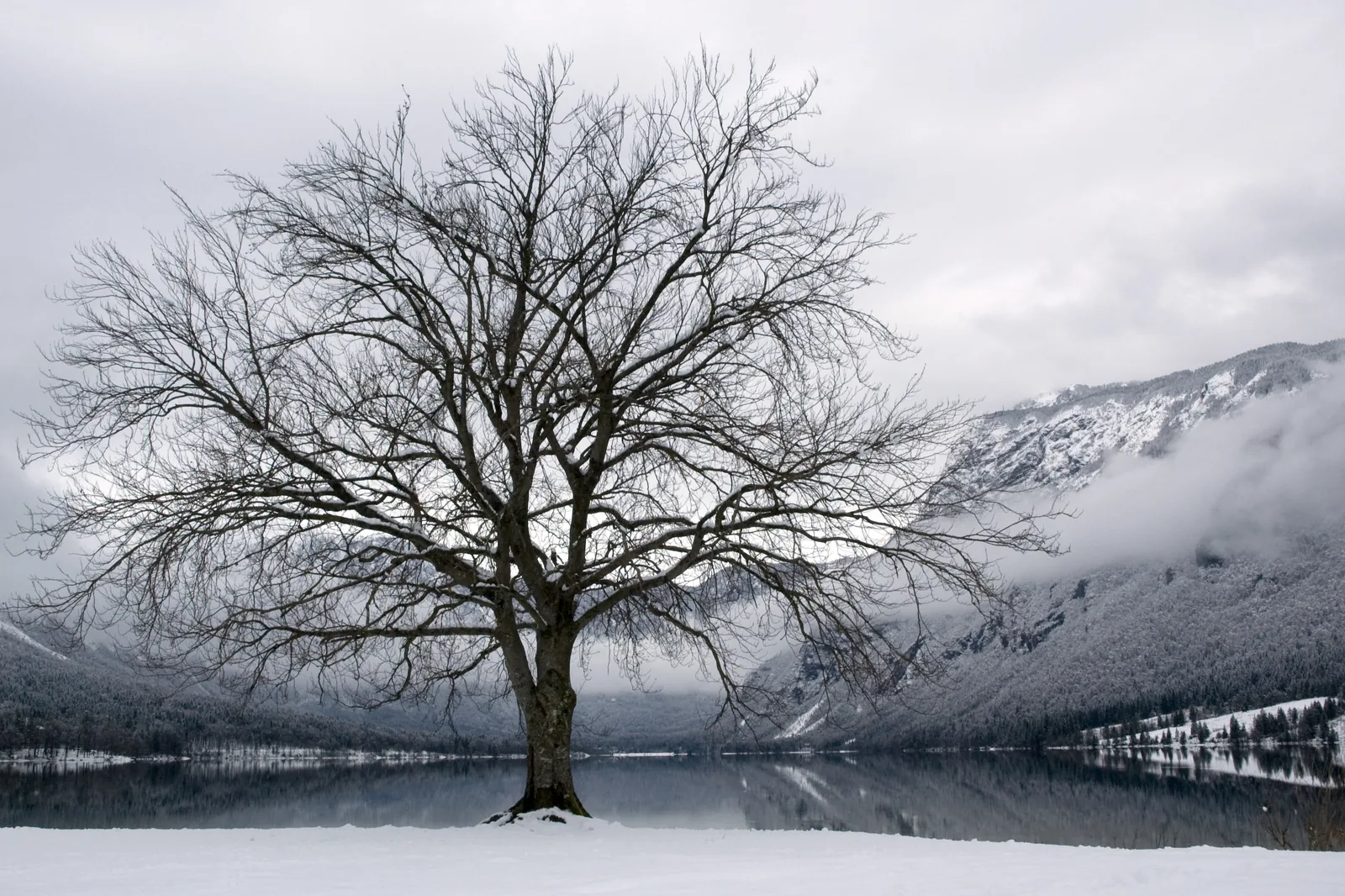 Ein kahler Baum am verschneiten Ufer des Bohinjer Sees im Winter