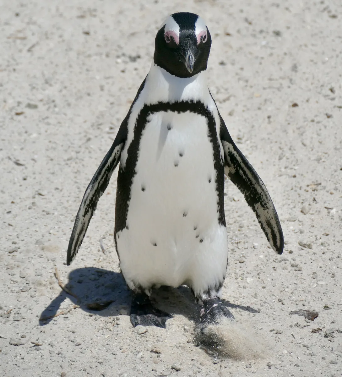 Ein Afrikanischer Pinguin läuft am Boulders Beach mit ausgebreiteten Flügeln über den Sand auf das Wasser zu