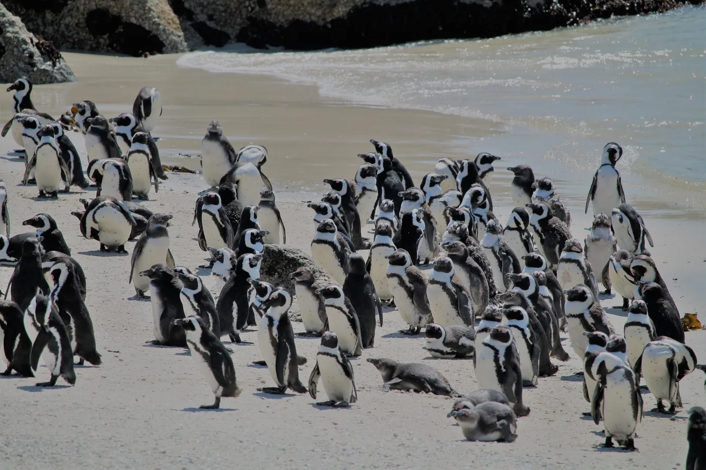 Angebotsfoto: Halber Tag: Boulders Beach und Cape Point ab Kapstadt