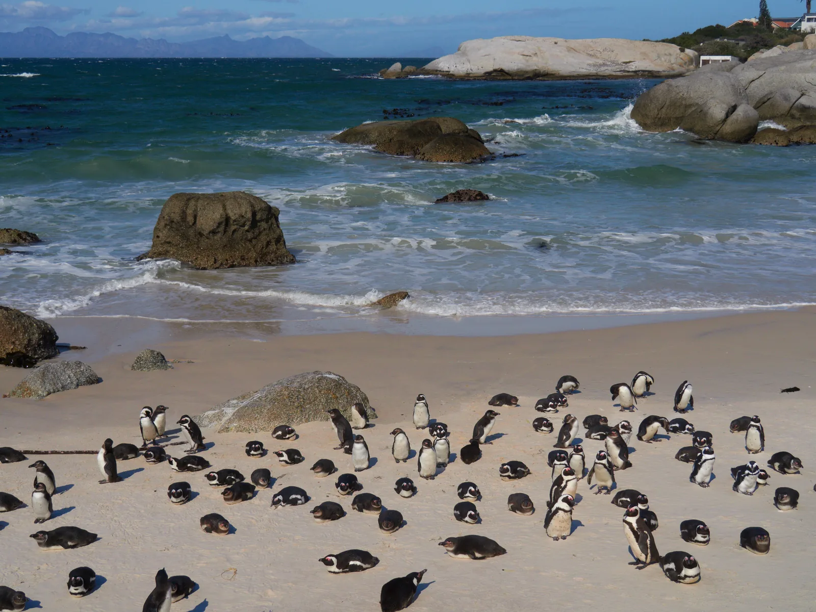 Eine Kolonie Afrikanischer Pinguine steht und ruht am Sandstrand von Boulders Beach zwischen runden Granitfelsen