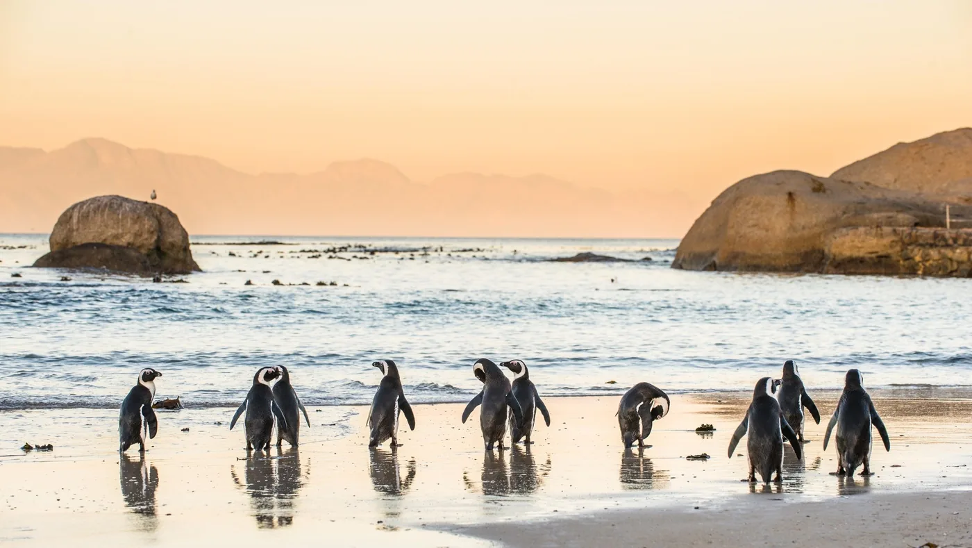 Angebotsfoto: Ab Kapstadt: Boulders Beach und Kap der Guten Hoffnung an einem Tag