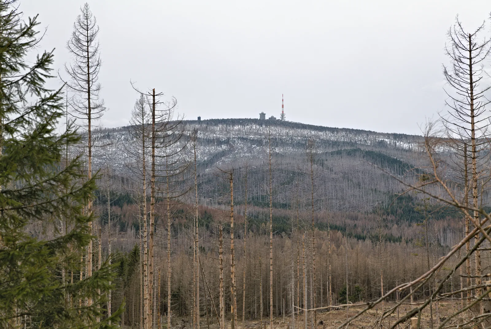 Der Brocken vom Schindelstieg aus gesehen: die waldfreie Kuppe mit den Sendeanlagen über dunklem Harzwald