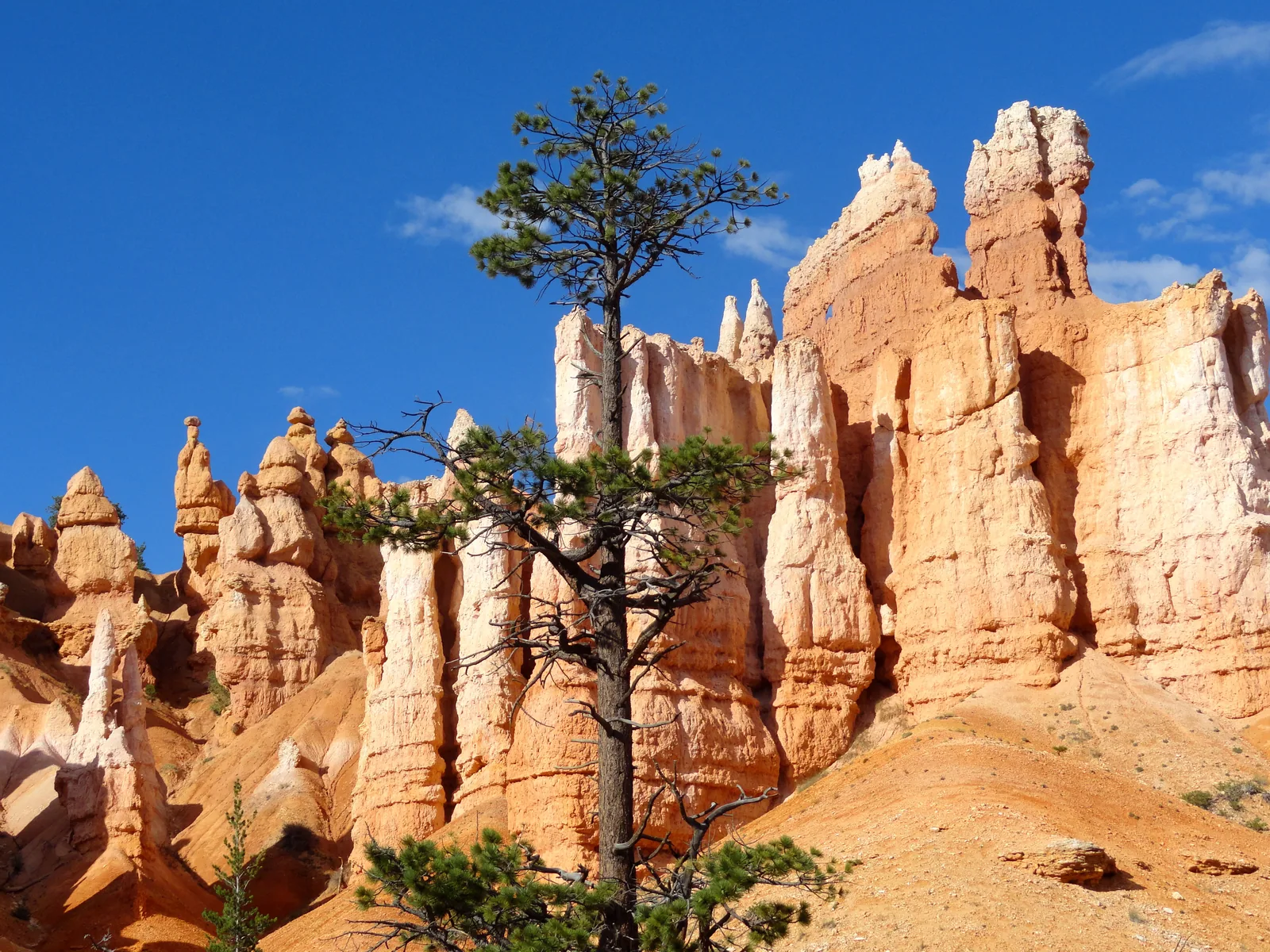 Hoodoos und eine einzelne Kiefer am Queen’s Garden Trail vor tiefblauem Himmel