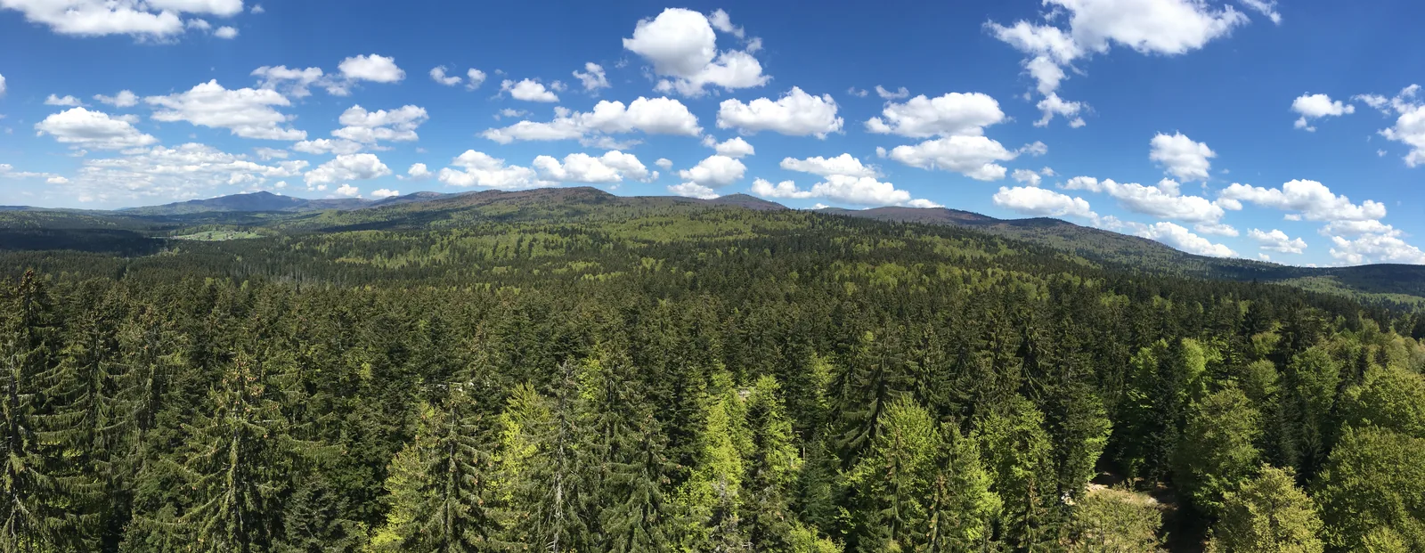 Weiter Blick vom Aussichtsturm über bewaldete Bergrücken bis zum Horizont