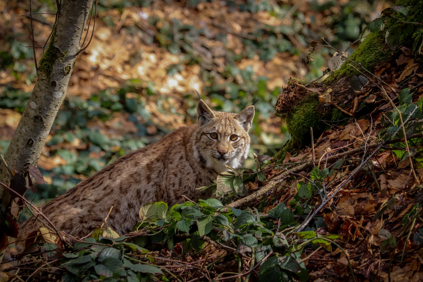 Ein Luchs liegt aufmerksam zwischen Laub und Totholz im Wald