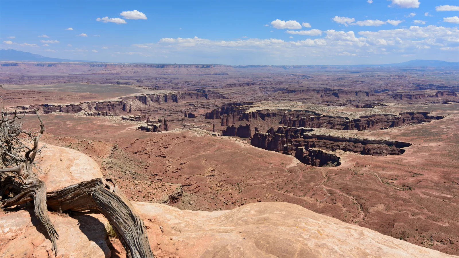 Weiter Blick vom Grand View Point über gestufte Cañonwände zum Monument Basin, im Vordergrund ein abgestorbener Wacholder