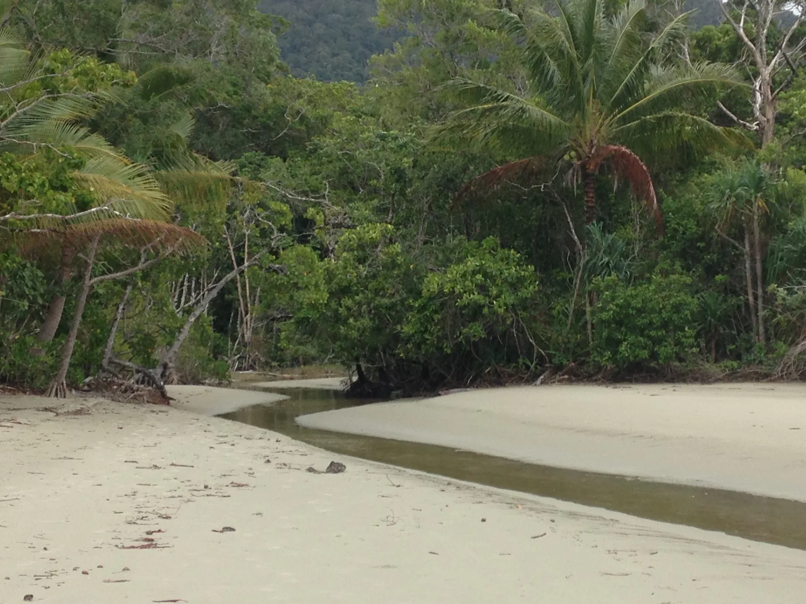 Ein Gezeitenbach mündet bei Cape Tribulation im Daintree-Nationalpark über hellen Sand ins Meer, dahinter Mangroven und Palmen