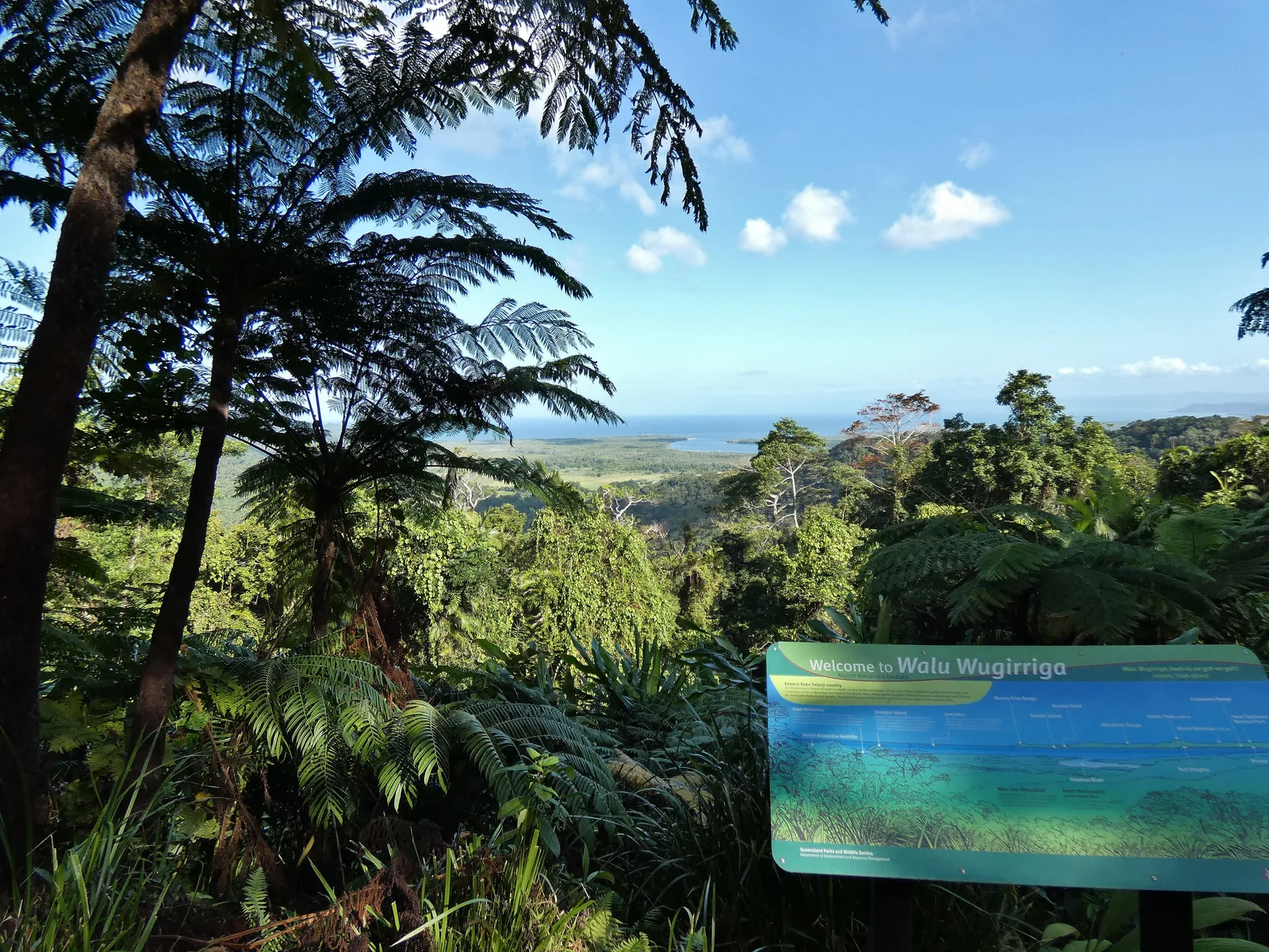 Am Aussichtspunkt Walu Wugirriga im Daintree-Nationalpark: Baumfarne im Vordergrund, dahinter die Mündung des Daintree River und das Meer