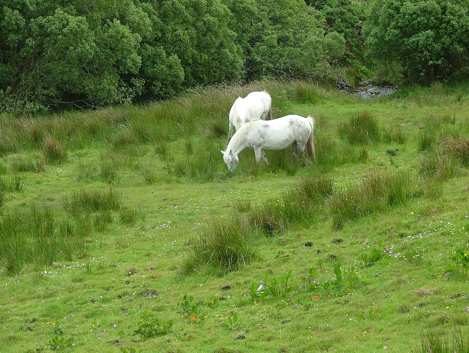 Connemara-Ponys auf einer Weide im Connemara-Nationalpark
