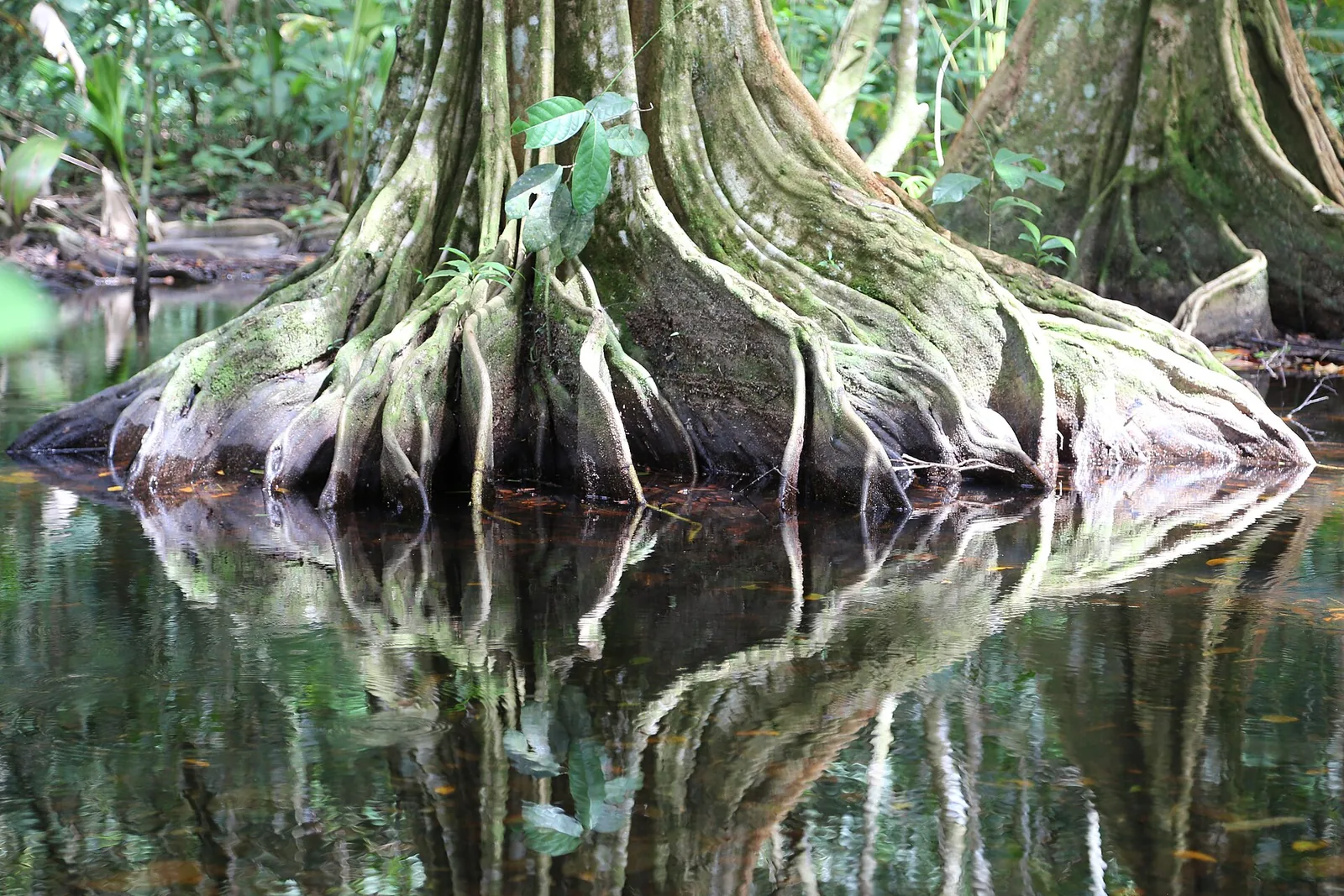 Mächtige Brettwurzeln eines Baumes spiegeln sich im stillen Wasser im Regenwald des Corcovado-Nationalparks