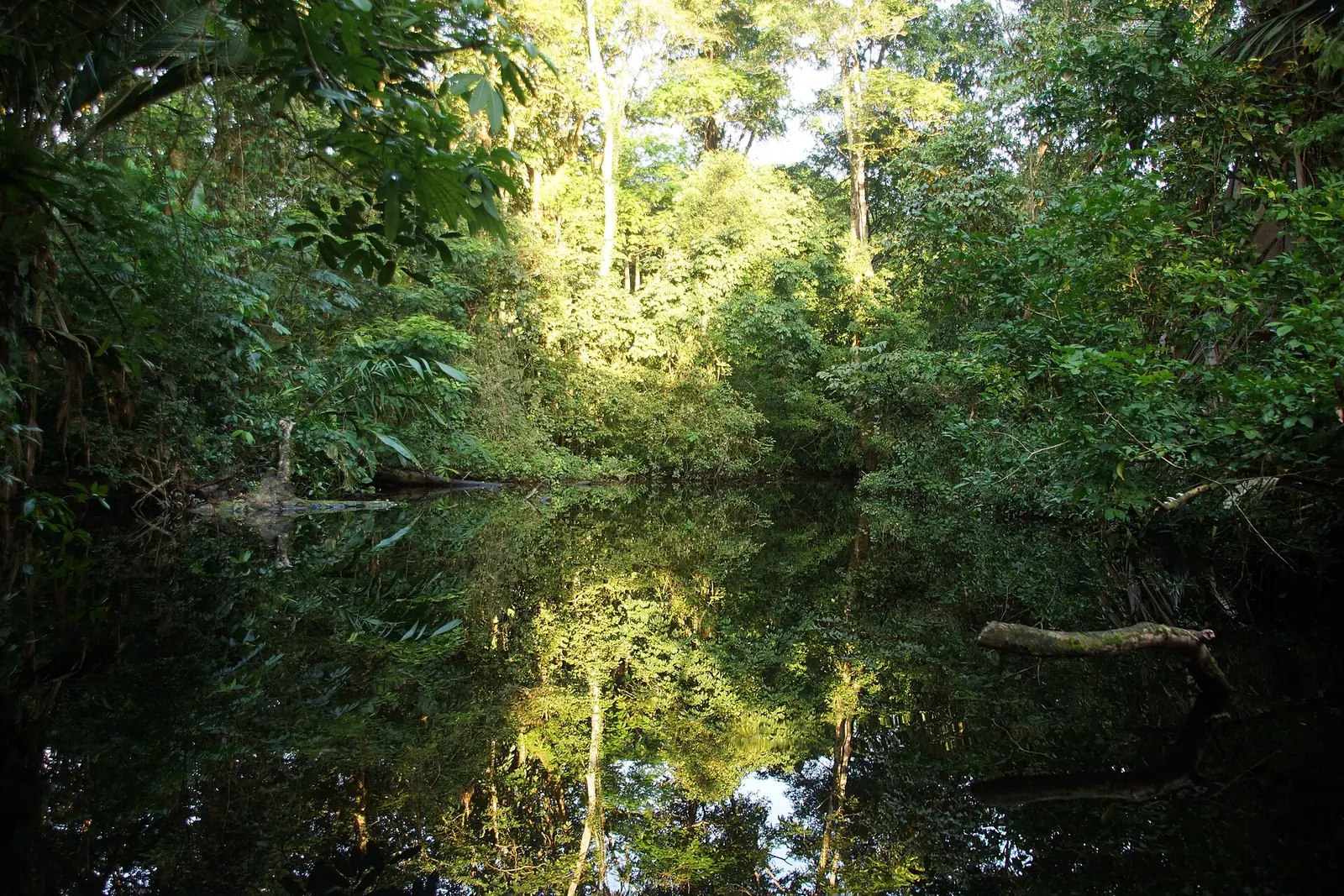Dichter, grüner Regenwald und ein stiller Wasserlauf im Corcovado-Nationalpark