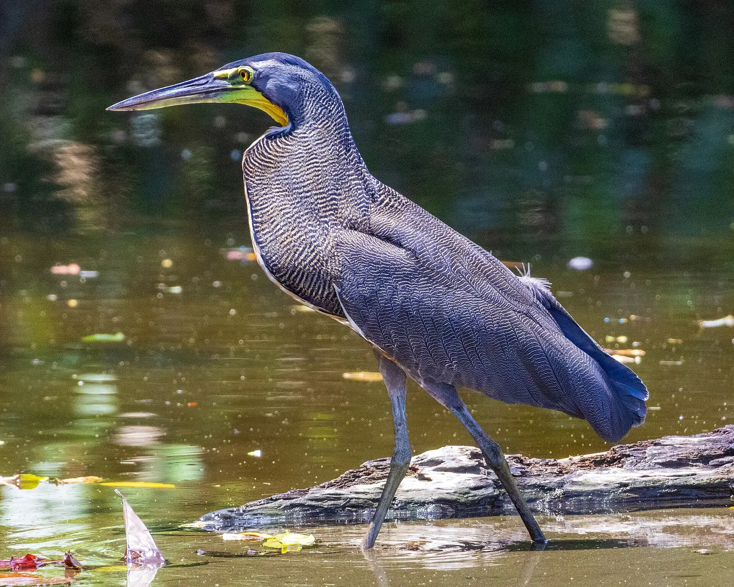 Ein Nacktkehlreiher watet durch den Río Sirena im Corcovado-Nationalpark