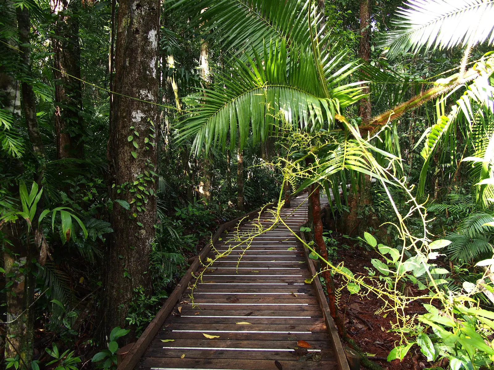 Der Holzsteg Jindalba Boardwalk im Daintree-Nationalpark führt durch dichten Regenwald mit Palmen und Lianen