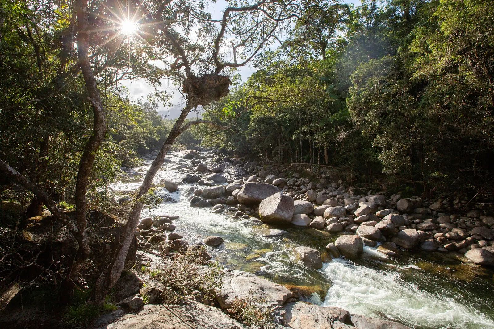 Der Mossman River in der Mossman Gorge im Daintree-Nationalpark fließt schäumend über große Granitblöcke, links und rechts dichter Regenwald