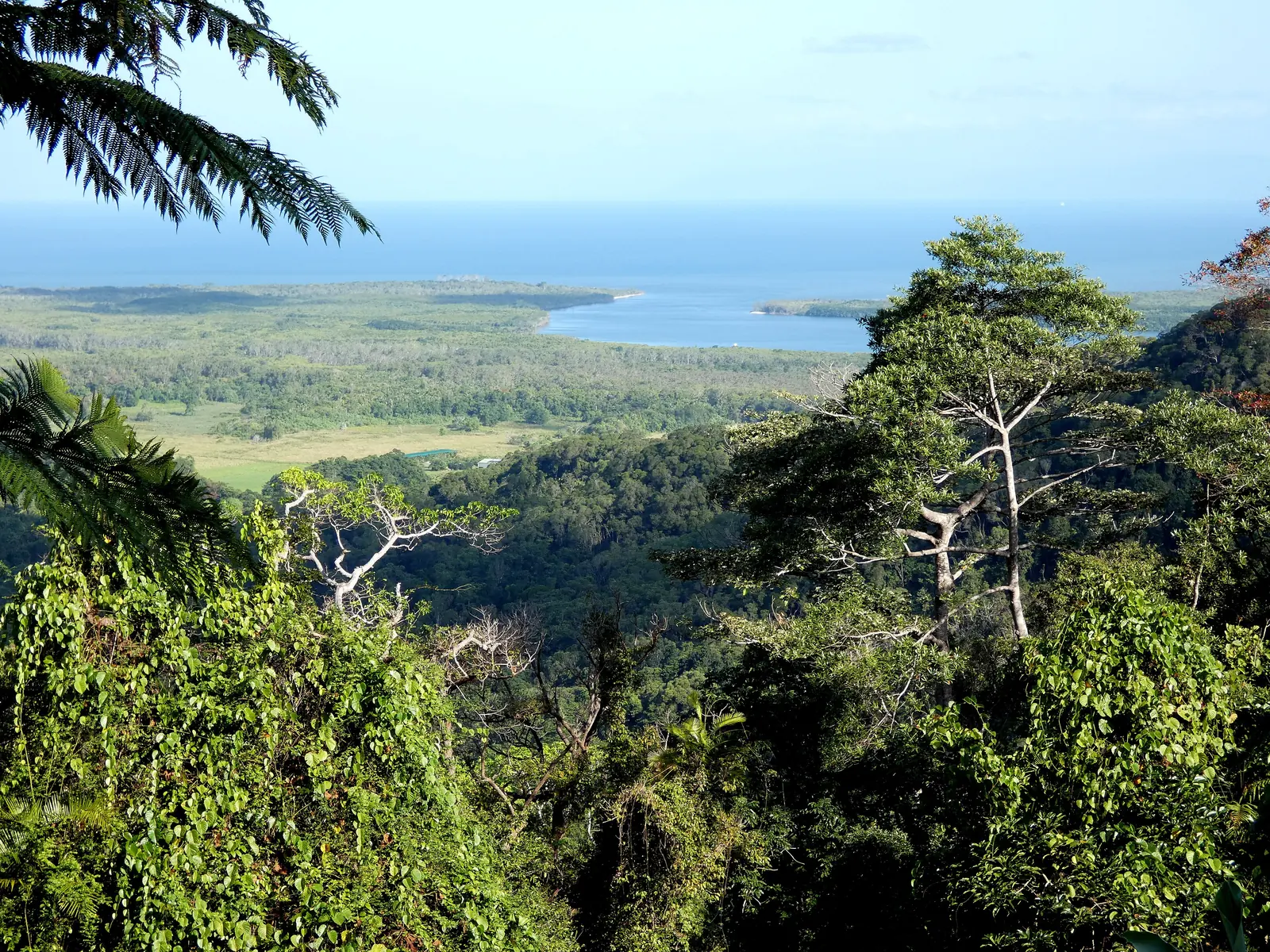 Blick von Walu Wugirriga (Mount Alexandra Lookout) im Daintree-Nationalpark über den Regenwald auf die Mündung des Daintree River und das Korallenmeer