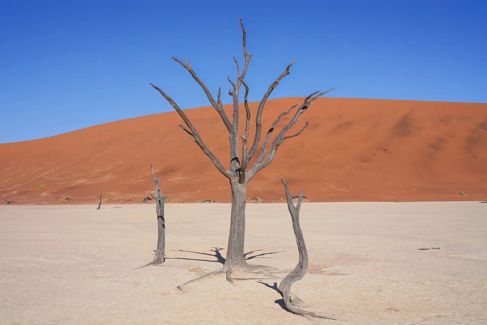 Eine Gruppe toter Kameldornbäume in Deadvlei im Namib-Naukluft-Park vor orangeroten Dünen und blauem Himmel