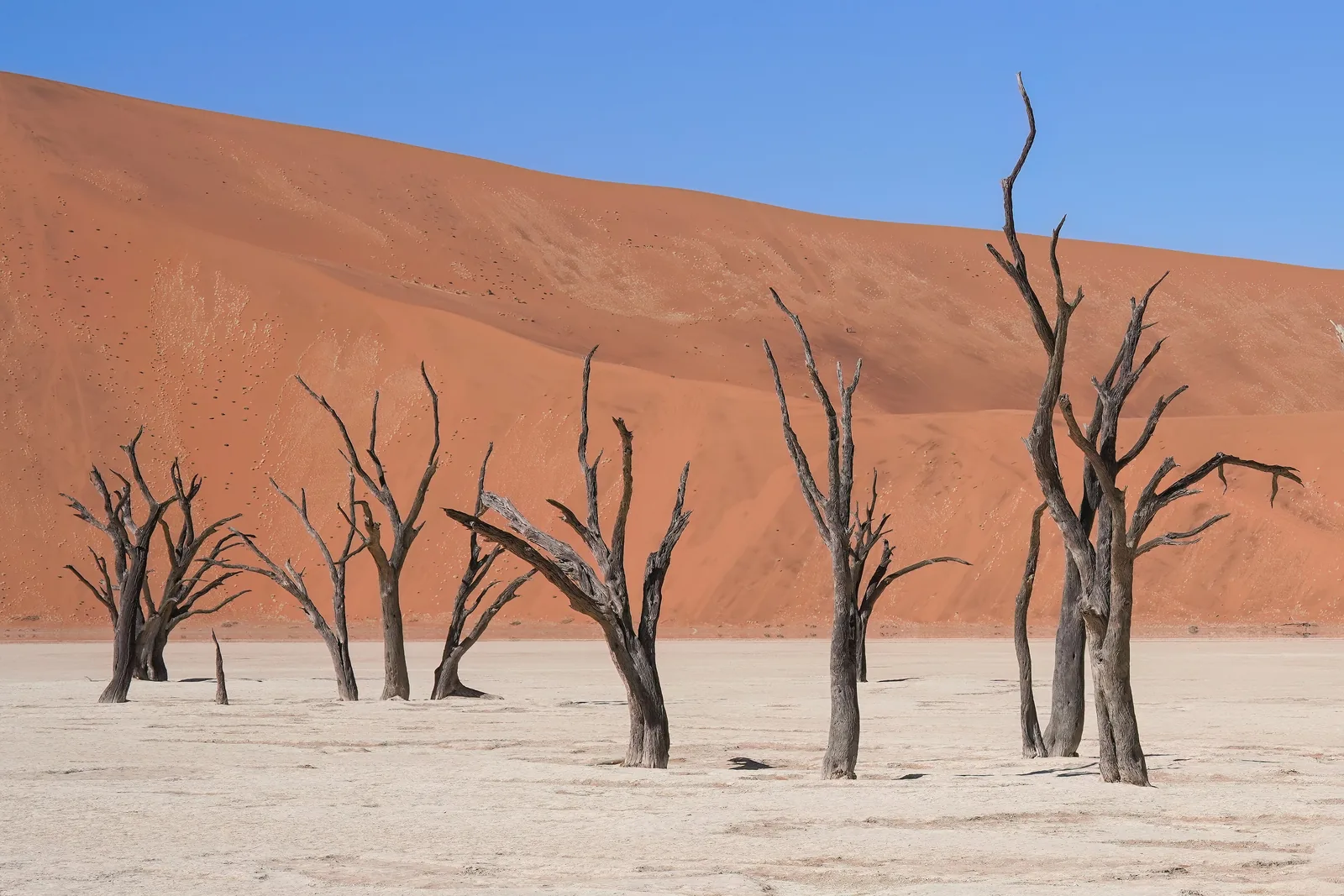 Abgestorbene Kameldornbäume auf dem weißen Tonboden von Deadvlei im Namib-Naukluft-Park, dahinter eine rote Düne