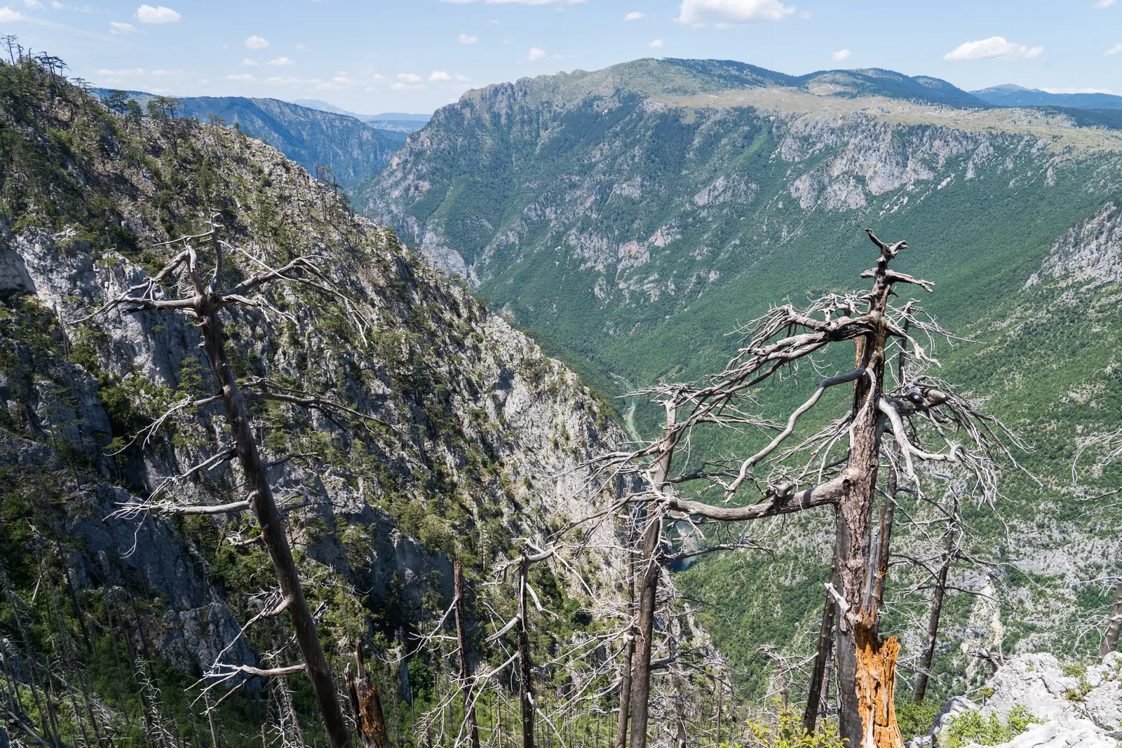 Blick in eine tiefe, bewaldete Schlucht mit steilen Kalkwänden, vorne abgestorbene Kiefern auf einem Felsvorsprung