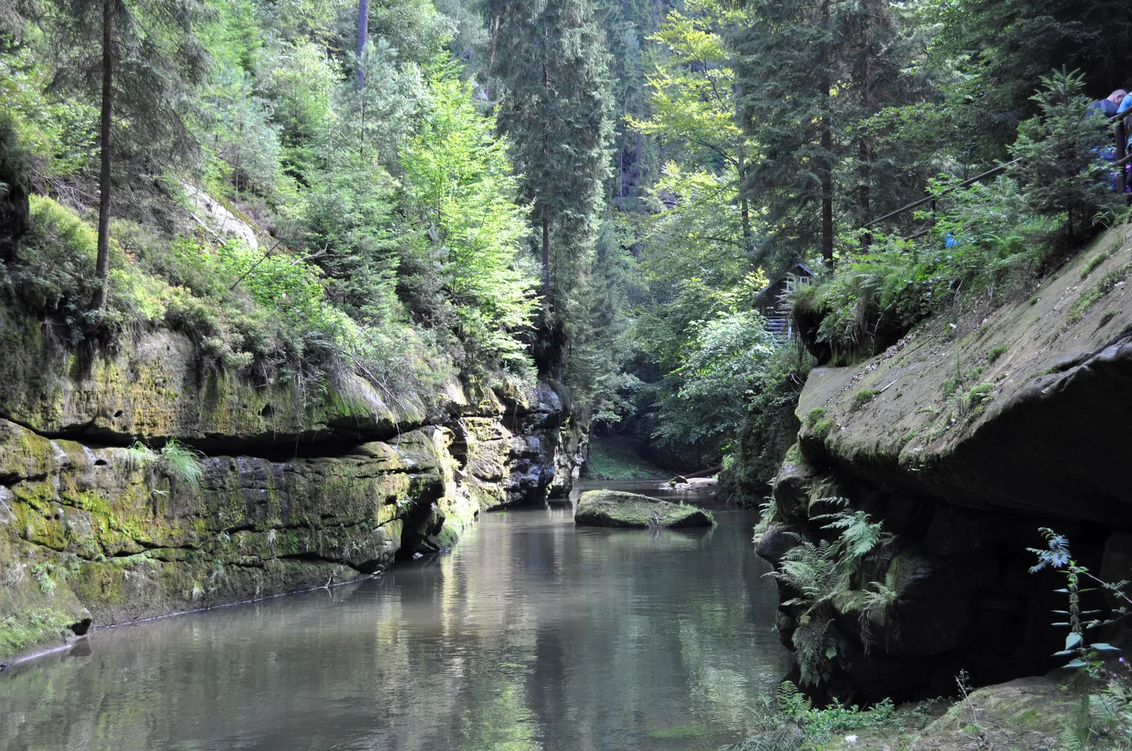 Die Kamnitz fließt ruhig durch die Edmundsklamm, große Sandsteinblöcke am Ufer, darüber dichter Wald