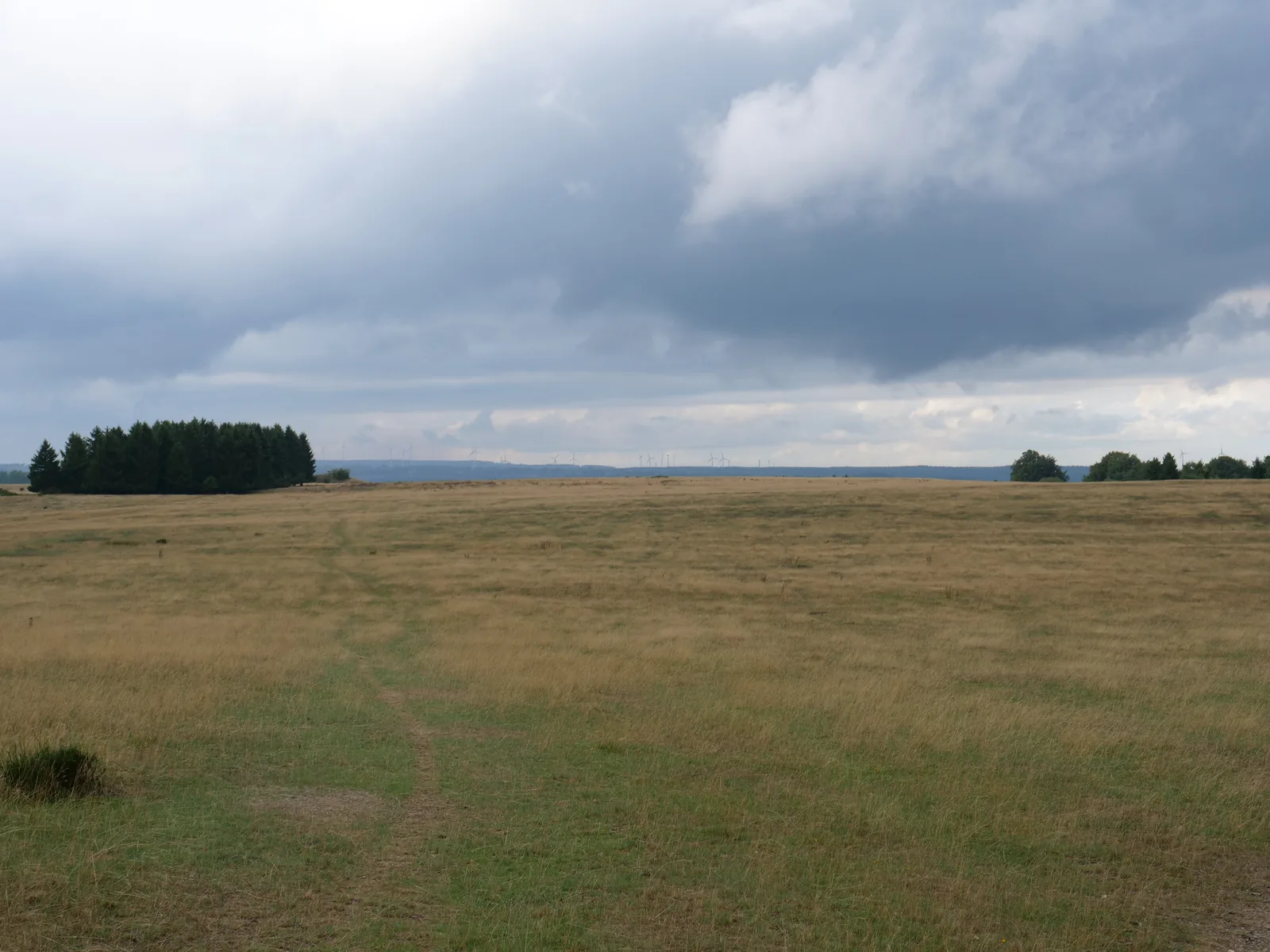 Weite goldgelbe Grasfläche der Dreiborner Hochfläche unter Wolkenhimmel
