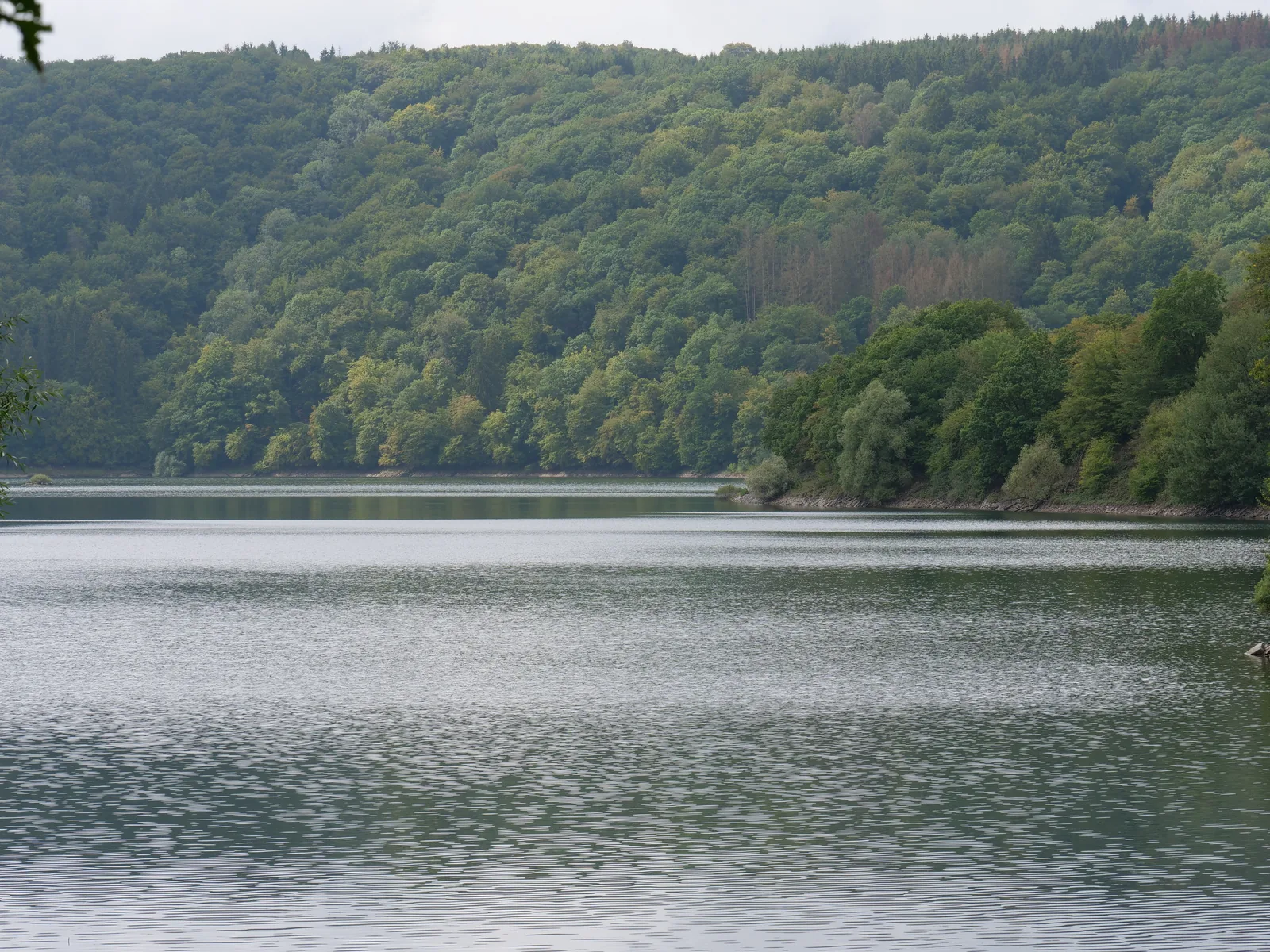 Der Urftsee vor dicht bewaldeten Hängen