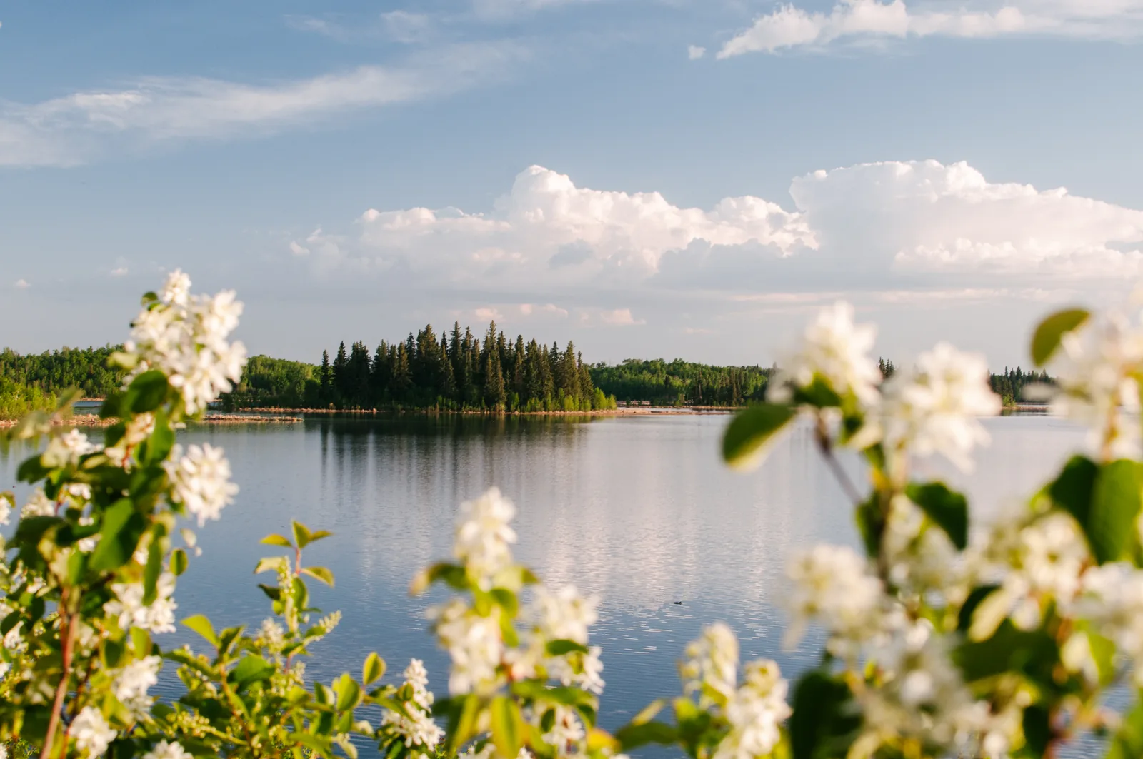 Abendlicht über dem spiegelglatten Astotin Lake mit einer bewaldeten Insel, im Vordergrund weiß blühende Zweige