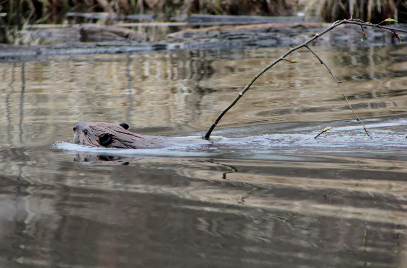 Ein Biber schwimmt mit einem Ast im Maul durch flaches Wasser, hinter ihm zieht sich eine feine Wellenspur