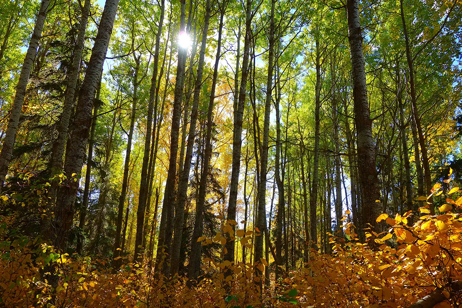 Hohe, schlanke Espenstämme im Gegenlicht, das Unterholz leuchtet herbstlich gelb und orange