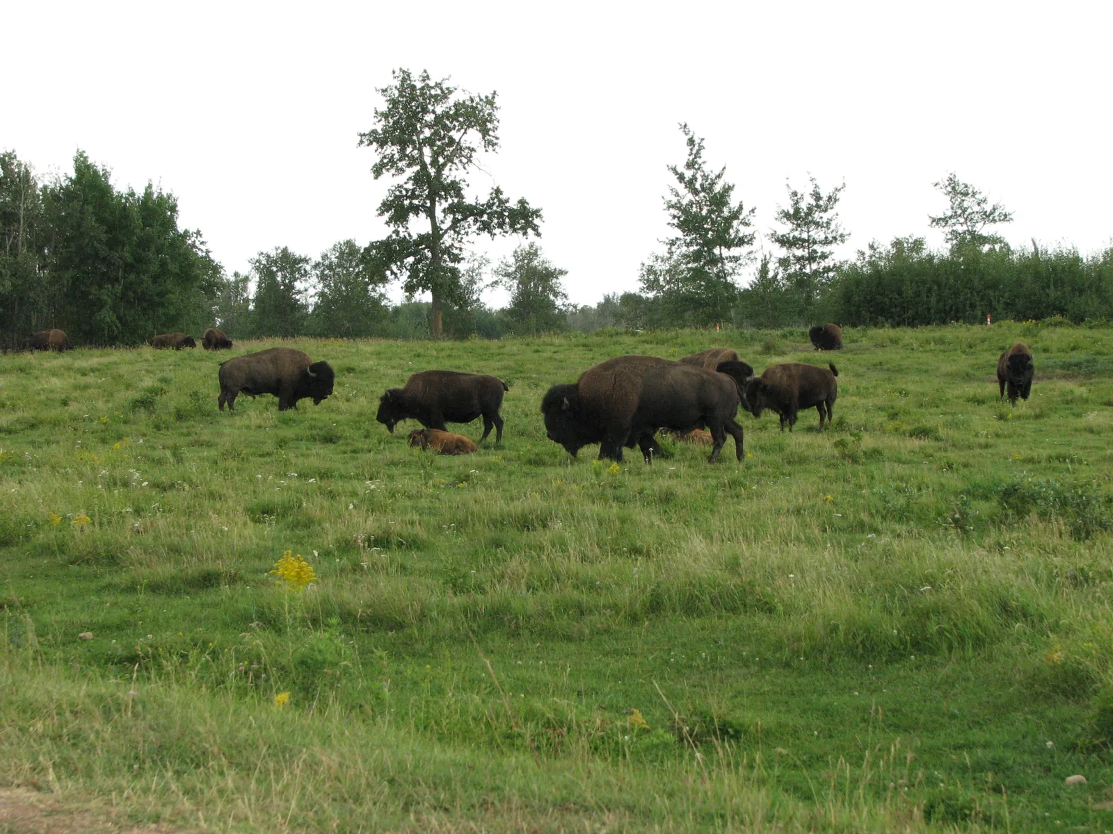 Eine Herde Präriebisons grast verstreut auf einer weiten grünen Wiese, dahinter eine Reihe belaubter Bäume unter grauem Himmel